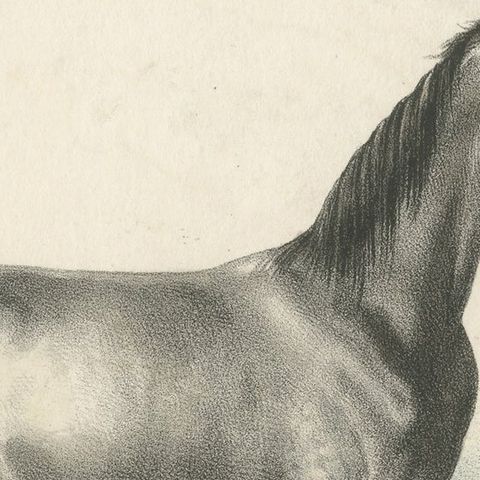 Antique Horse Print of a Barbary Horse, circa 1827, close-up 1