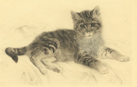 Antique Cat Etching by Kurt Meyer-Eberhardt, Estate Edition, Posthumous 1977, close-up 5