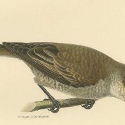 Antique Bird Print of the Red-Backed Shrike by Von Wright, 1927, close-up 2