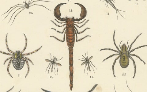 Arachnids & Insects Print: Spiders, Scorpion, Centipedes, Flies, Antique 1867, close-up 4