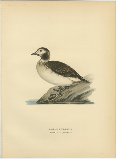 Antique Long-Tailed Duck Bird Lithographs Set of 3, Harelda Hyemalis, 1929, view 4
