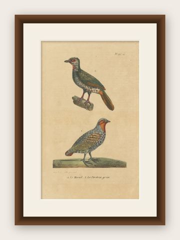 Pl. 23 Antique Bird Print of the Marail Guan and a Partridge by Lejeune 'c.1830', shown framed