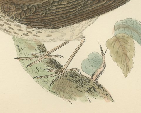 Thrush Nightingale on a Mossy Branch, Antique Morris Bird Print, 1896, close-up 2