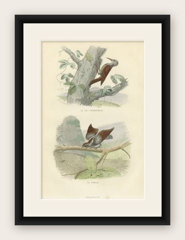 Antique Bird Print of a Treecreeper and Wryneck by Buffon, 1839, shown framed