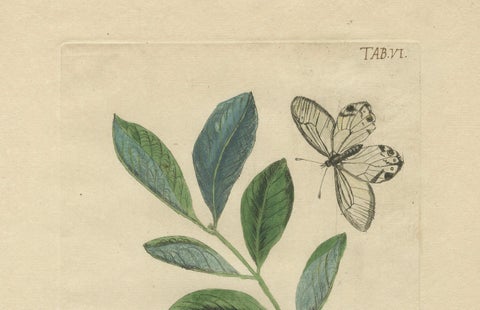 Wings and Wonders of the Garden, Rare Botanical and Butterfly Plates from 1775, close-up 2