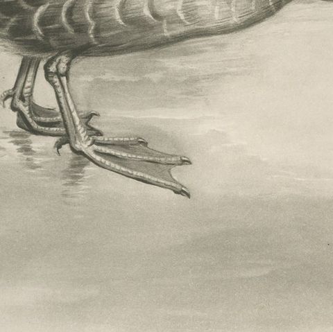 Grey Goose Feeding, Antique Bird Print after Lilian Medland, circa 1909, close-up 3