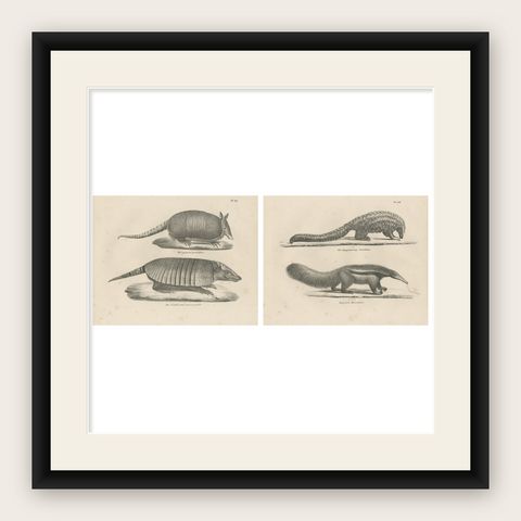 Antique Armadillo, Pangolin & Anteater Lithographs, Brodtmann c.1830, shown framed