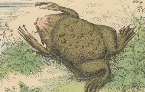 Amphibians Print: Frogs, Salamanders, Axolotl & Caecilian, Antique 1867, close-up 2
