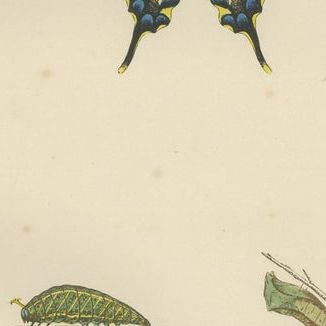 Evolutions of Elegance: A Victorian Trio of British Butterflies, 1890, close-up 1