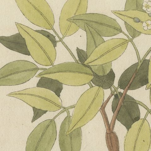 Two Flowering Tree Branches, Antique Bertuch Print, circa 1805, close-up 6