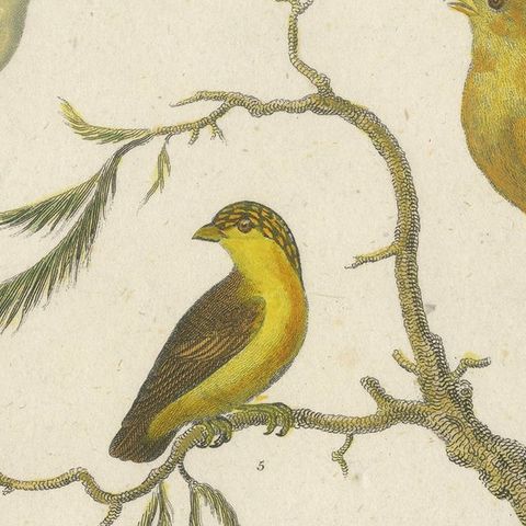 Antique 1811 Ornithology Hand-Colored Print, close-up 6