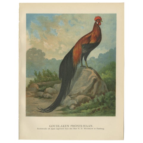 The Golden Phoenix Rooster - A Rare 19th Century Poultry Lithograph