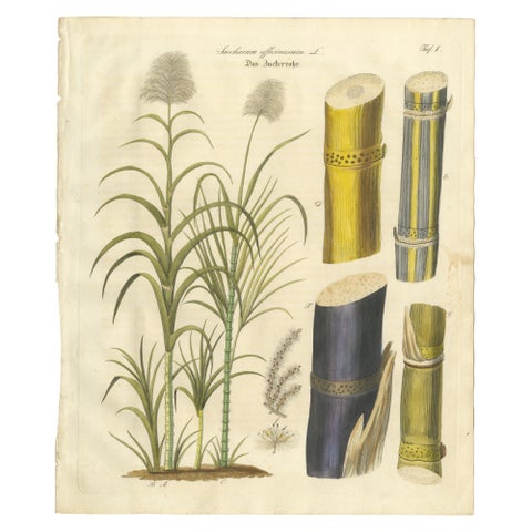 Antique Sugarcane Botanical Print, Saccharum officinarum, Hand Colored, c.1831