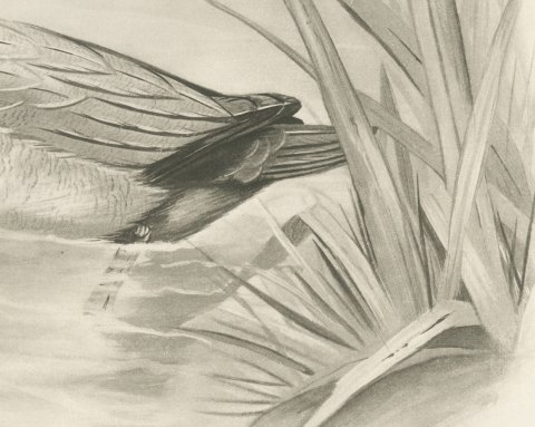 Pochard Drake Swimming by Reeds, Plate CLXXX after Lilian Medland, c. 1909, close-up 2