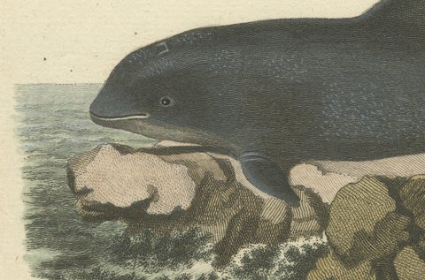 18th Century Hand-Colored Engraving of a Serene Navigator: The Harbor Porpoise, close-up 1