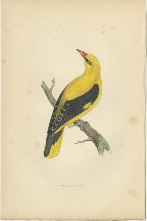 Golden Oriole Looking Upward, Antique Hand Colored Print, Morris, 1896, view 2