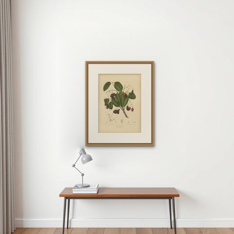 Antique Java Plum Botanical Chromolithograph by Hoola van Nooten, c. 1880, shown framed on a wall