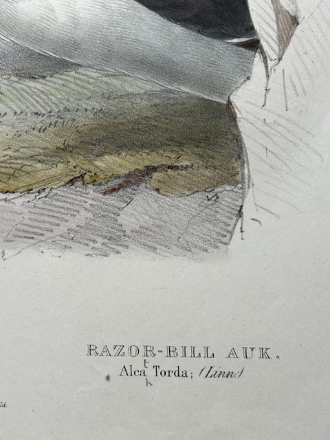 Elegant Hand-Colored Print of the Razor-Bill Auk by John Gould, c.1832, view 5