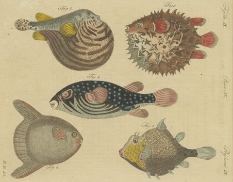 Pufferfish, Porcupinefish and Ocean Sunfish, Antique Bertuch Print, circa 1805