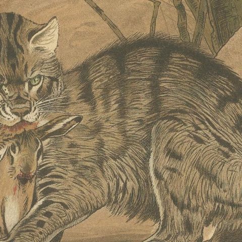 Antique Print of a Wild Cat by Lydekker '1894', close-up 2