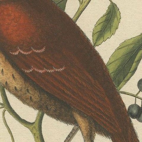 Original Antique Hand-Colored Engraving of The Fox-Colored Thrush, 1749, close-up 6