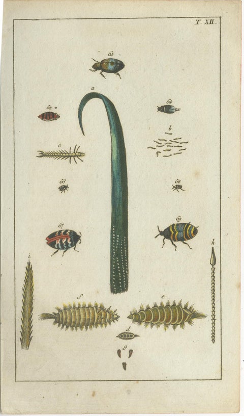 Exquisite Antique Natural History Prints: Insects, Larvae, and Life Cycles, 1832, view 5