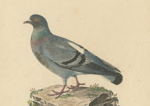 Franz Sturm's 1830 Illustration of the Adult Male Rock Dove (Columba livia), close-up 2