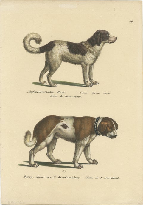 Antique Hand Colored Print of a Newfoundland and St. Bernard Dog, view 2