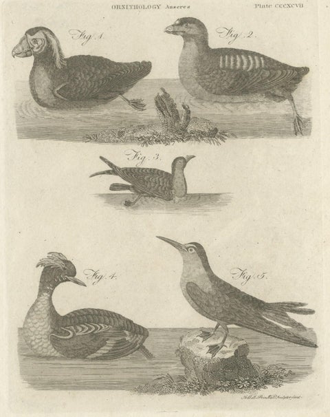 Rare Antique Print of Ducks and Other Birds, 1810, close-up 1