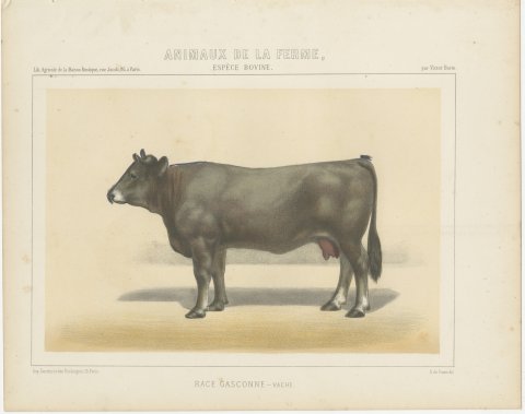Gascon Cow, French Cattle Chromolithograph from Animaux de la Ferme, 1863, view 2