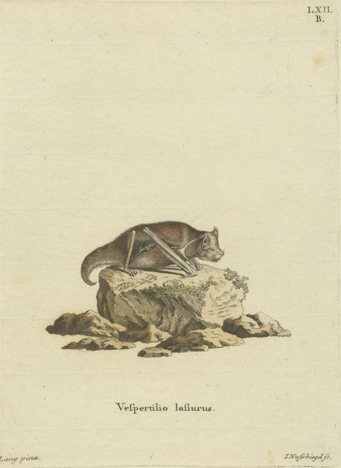 An Engraved Glimpse into the Nocturnal Ballet of Bats, circa 1774, close-up 3