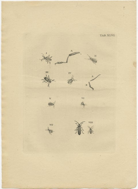 Set of 2 Antique Prints of Various Small Beetles, view 2