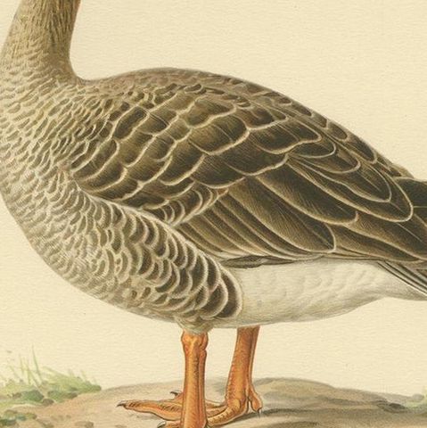 Antique Bird Print of the Taiga Bean Goose by Von Wright, 1929, close-up 2