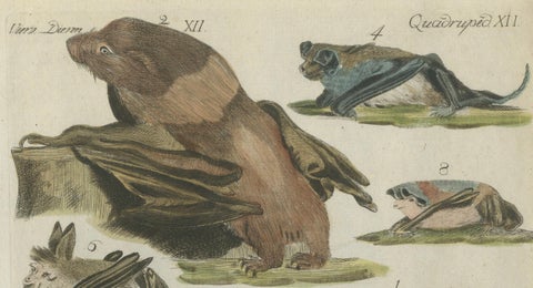 Hand Colored Antique Print of Flying Foxes and Bats, circa 1820, close-up 1