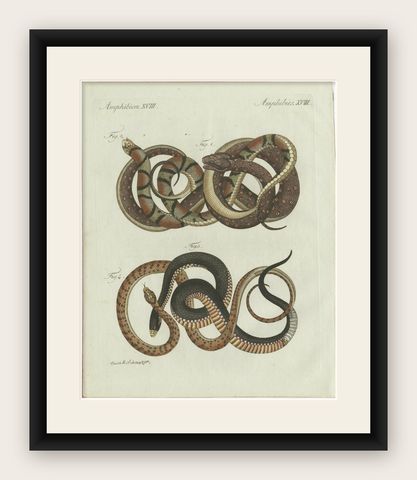 Original Antique Print of Four Exotic Snakes by Bertuch, 1802, shown framed