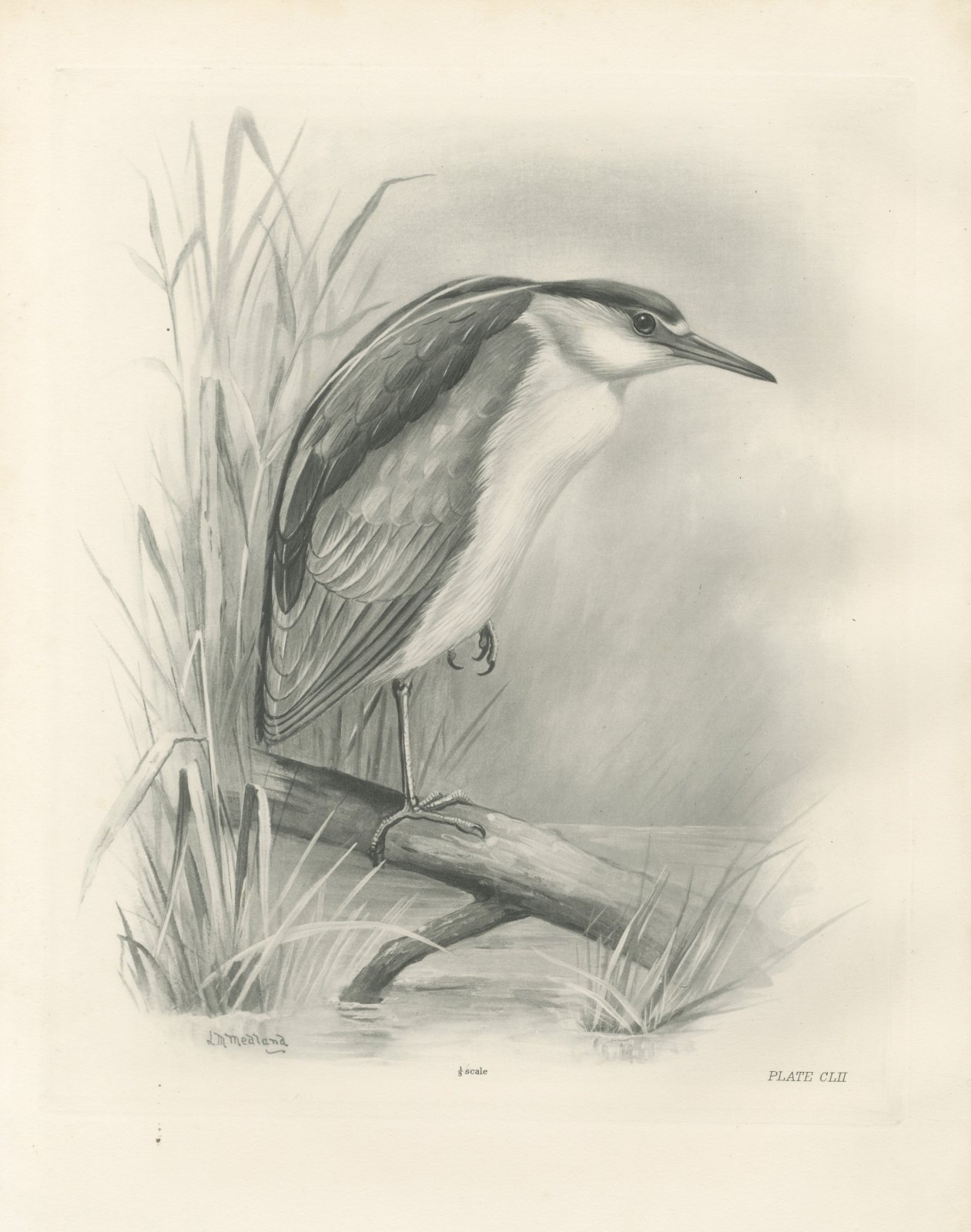 Adult Night Heron on a Fallen Branch, Plate CLII after Lilian Medland, c. 1909