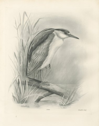 Adult Night Heron on a Fallen Branch, Plate CLII after Lilian Medland, c. 1909