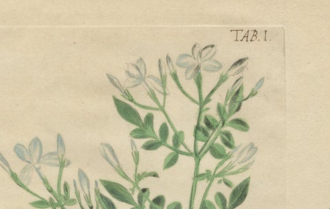 Rare Botanical Beauties with Butterflies, 1775 Plates from Meerburgh’s Garden, close-up 6