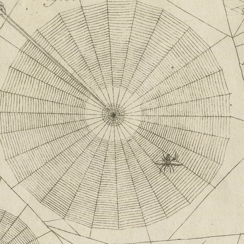 Spider Webs with Hatching Spiderlings, Antique Bertuch Print, circa 1805, close-up 1