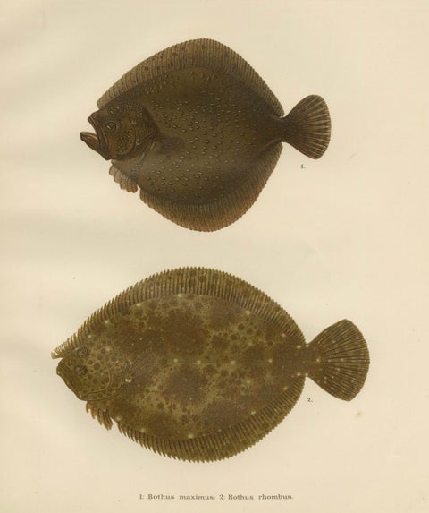 Turbot and Brill - Majestic Scandinavian Flatfish Lithograph, 1895, close-up 5