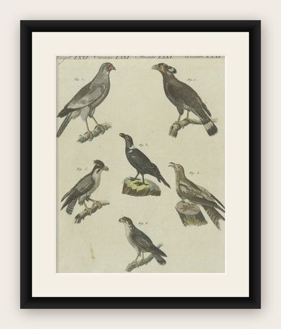 Antique Print of Various African Birds Including the Red-Necked Falcon, shown framed