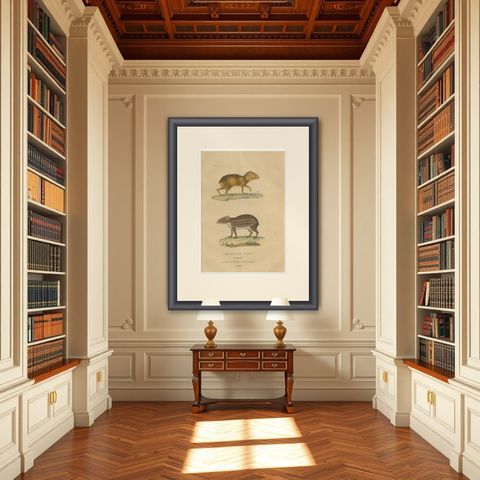 Tropical Rodents: The Agile Agouti and the Spotted Paca, 1845, shown framed in a room
