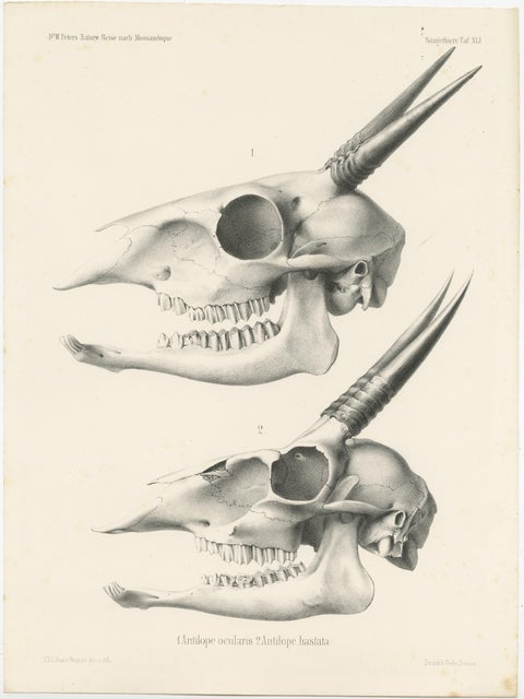 Set of 4 Antique Prints of Antelope Skulls, view 4