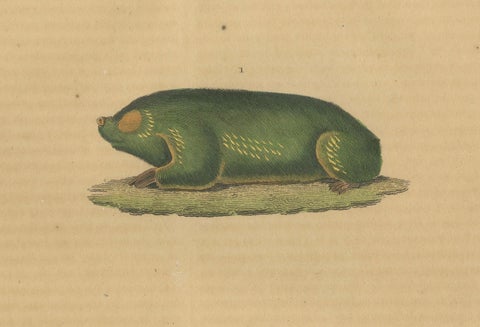 Subterranean Marvels: The Cape Golden Mole and the Common Hedgehog, 1845, close-up 2
