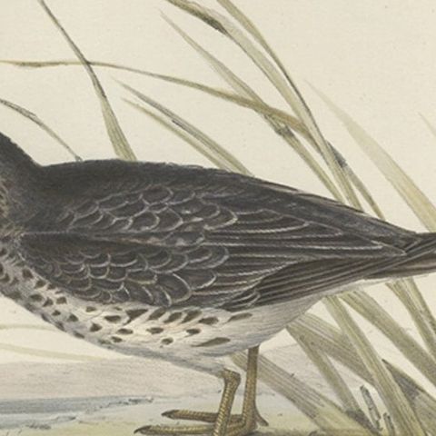 Antique Bird Print of the Purple Sandpiper by Gould, 1832, close-up 1