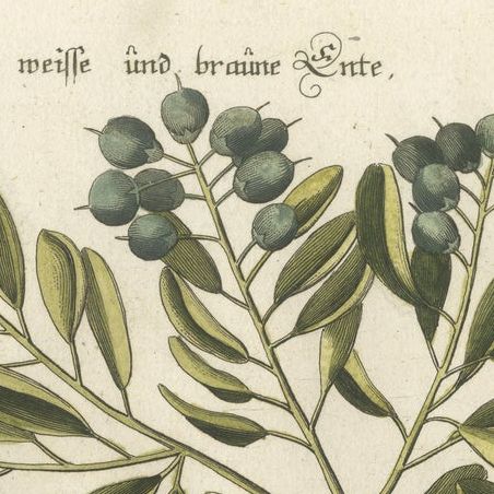 Engraving of the Small Brown and White Duck with Botanical Detail, circa 1770, close-up 5