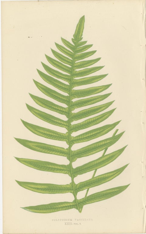 Exotic Victorian Fern Lithograph Collection with English Species Names, 1856, view 5