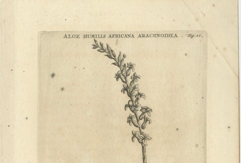 Aloe Humilis Africana Botanical Engraving from Caspar Commelin's Work, 1706, close-up 5