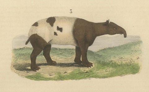 Terrestrial Mammals: Wild Boar, Indian Rhinoceros, and Malayan Tapir, 1845, close-up 3