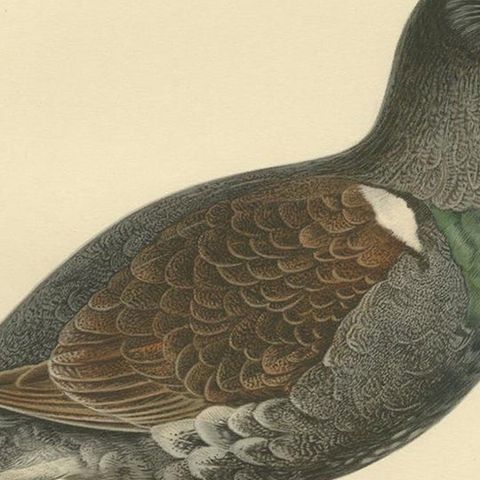 Antique Bird Print of the Western Capercaillie 'Male' by Von Wright, 1929, close-up 2